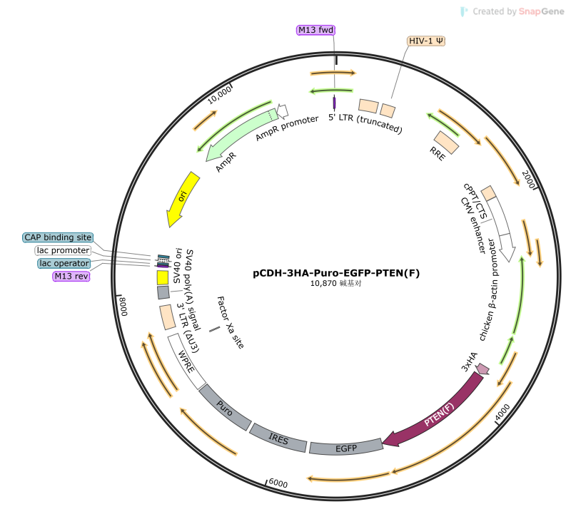 pCDH-3HA-Puro-EGFP-PTEN(F)